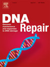 DNA REPAIR雜志封面